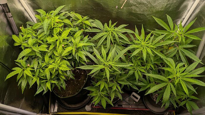 Growreport Bild 4