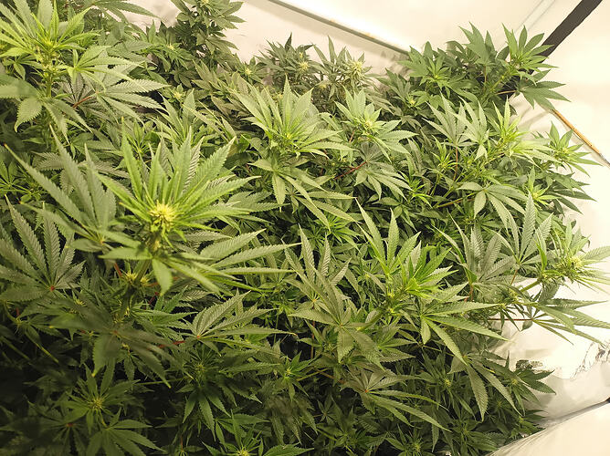 Growreport Bild 5