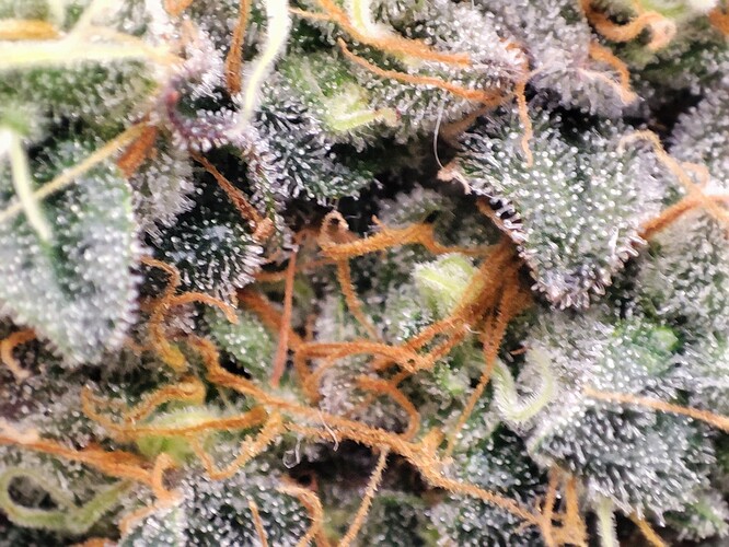 Growreport Bild 38