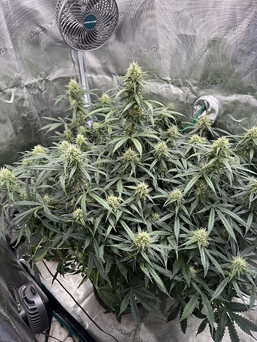 Growreport Bild 4