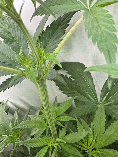 Growreport Bild 8