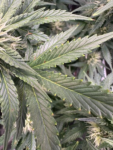 Growreport Bild 6
