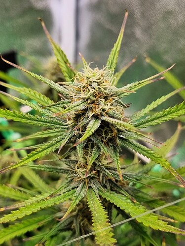 Growreport Bild 25