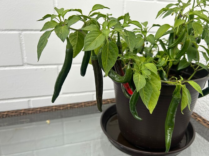 Growreport Bild 54