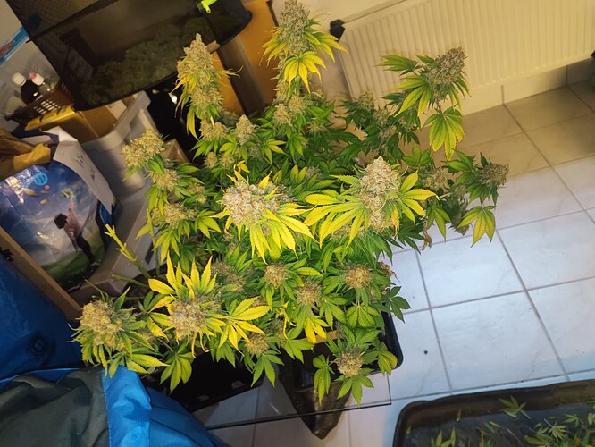 Growreport Bild 122