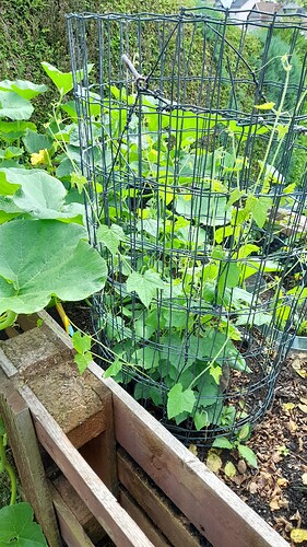 Growreport Bild 38