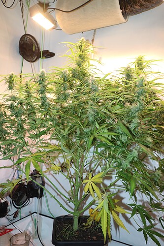 Growreport Bild 2