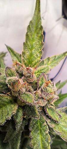 Growreport Bild 17