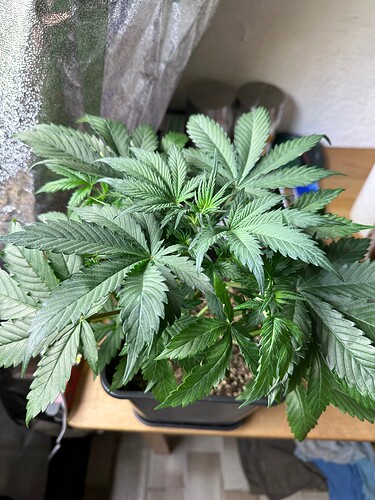 Growreport Bild 25