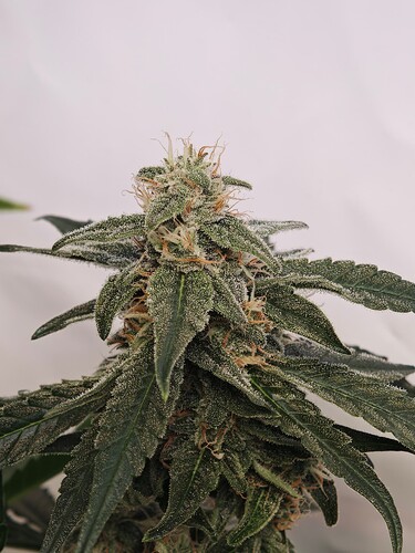 MVIMG_20251107_163715