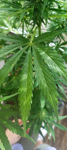 IMG_20240710_163140