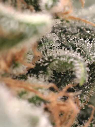 Growreport Bild 41
