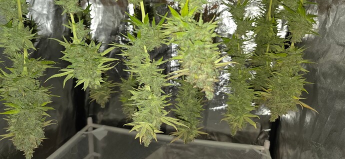 Growreport Bild 42