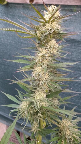 Growreport Bild 9