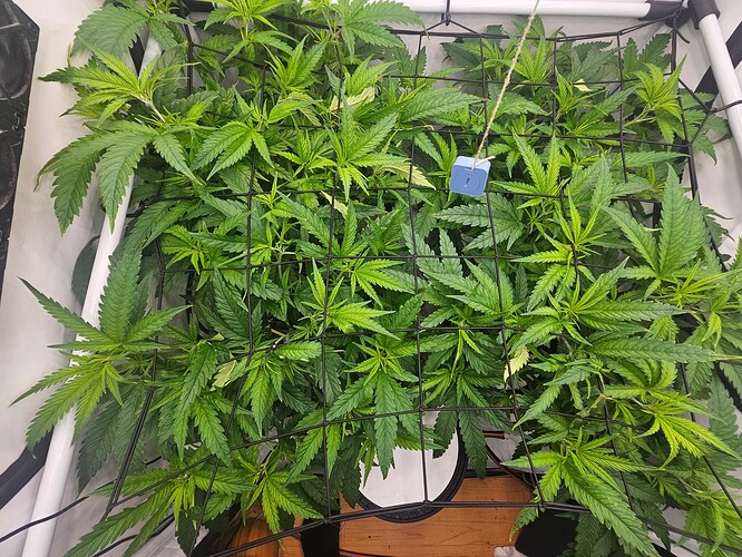 Growreport Bild 4