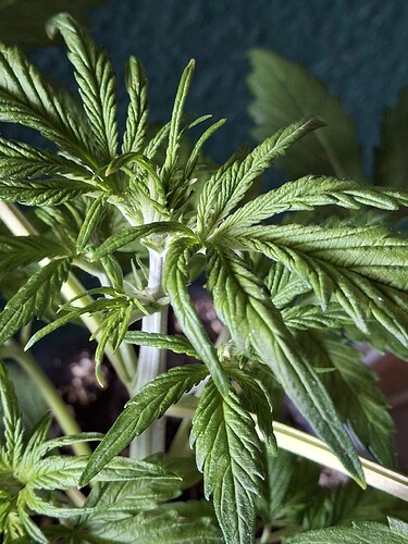 Growreport Bild 22