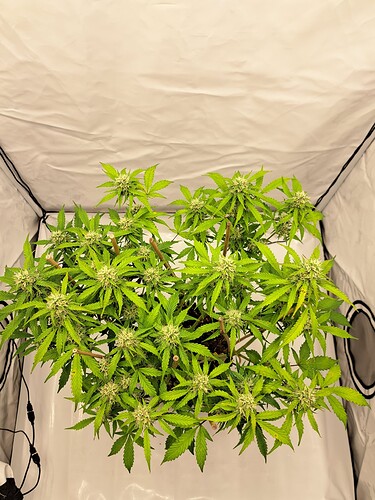 Growreport Bild 44