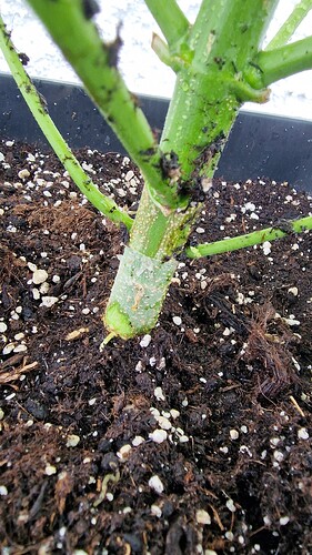 Growreport Bild 42