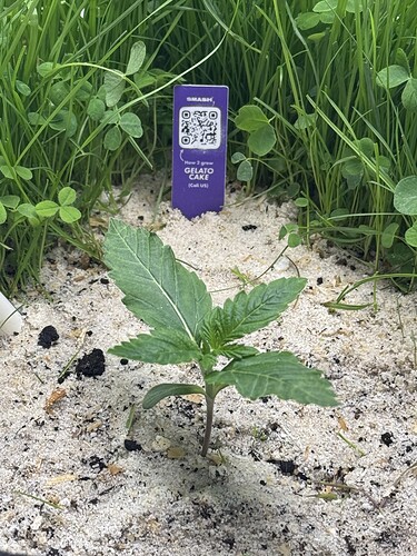 Growreport Bild 27