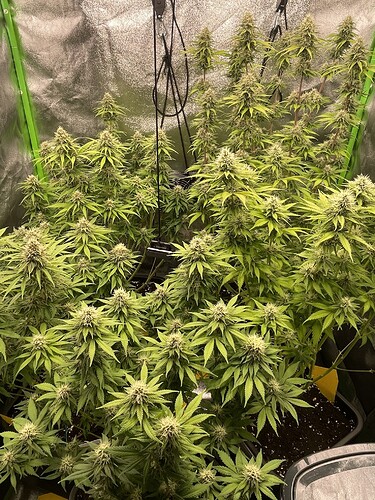 Growreport Bild 3