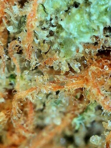 2026-04-04-13-03-44-246