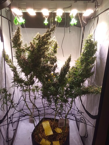 Growreport Bild 19