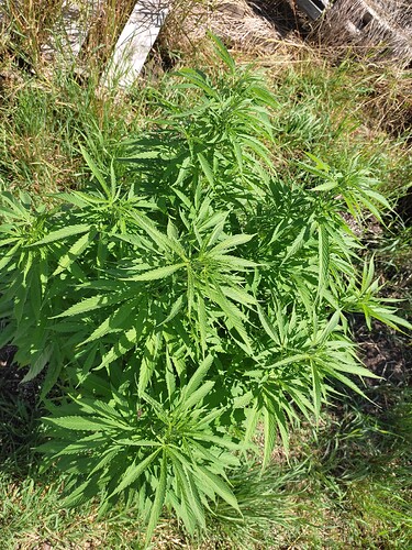 Growreport Bild 21
