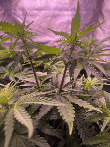 Growreport Bild 3
