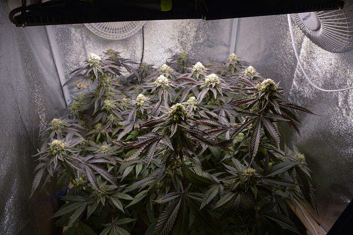 Growreport Bild 1