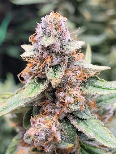 Growreport Bild 7