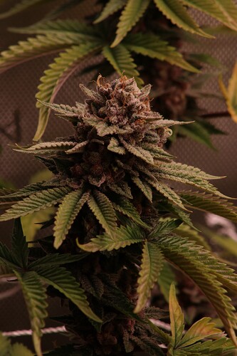 Growreport Bild 28