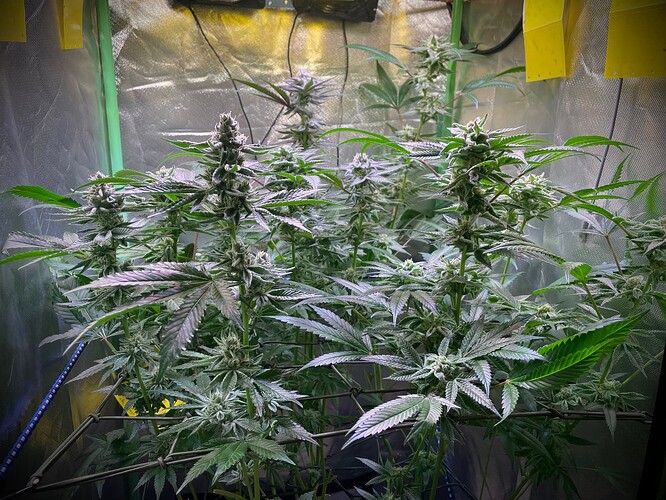 Growreport Bild 6