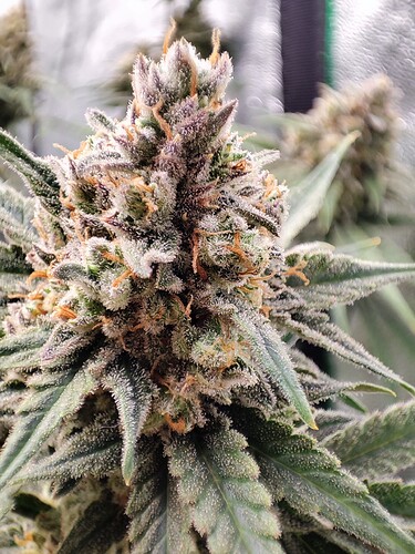 Growreport Bild 7