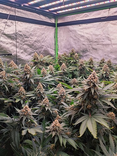 Growreport Bild 11