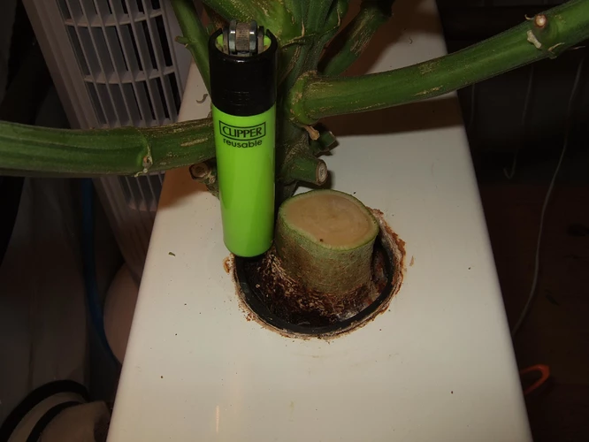 Growreport Bild 3