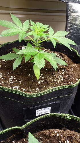 Growreport Bild 5