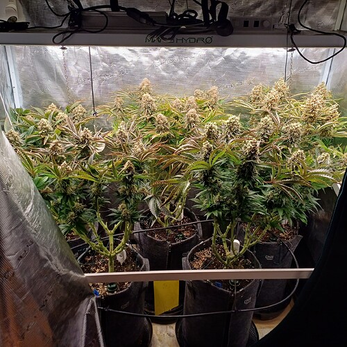 Growreport Bild 1