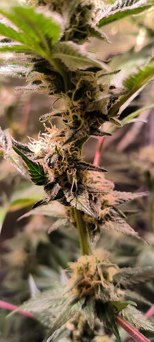 Growreport Bild 13