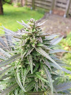 draussen_13 mainbud