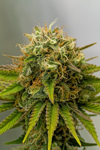 Growreport Bild 23