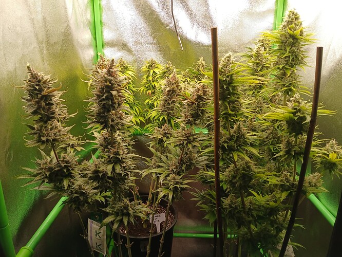 Growreport Bild 11