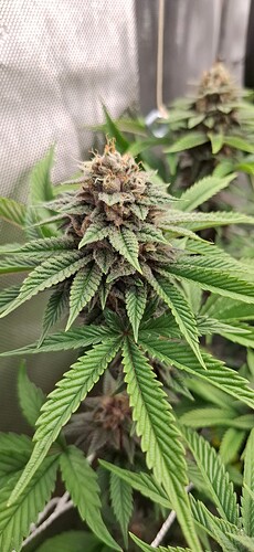 Growreport Bild 6