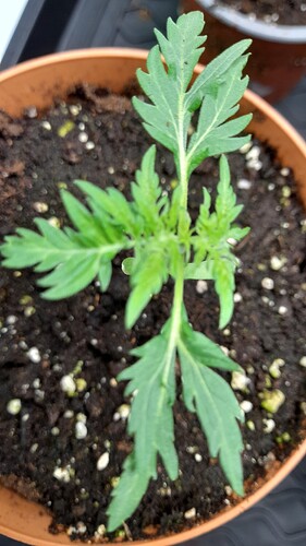 Growreport Bild 3