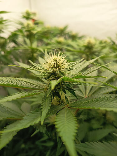 Growreport Bild 6
