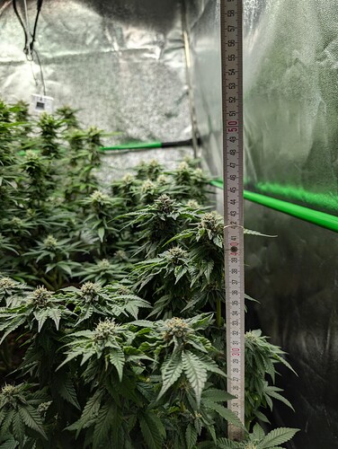 Growreport Bild 11