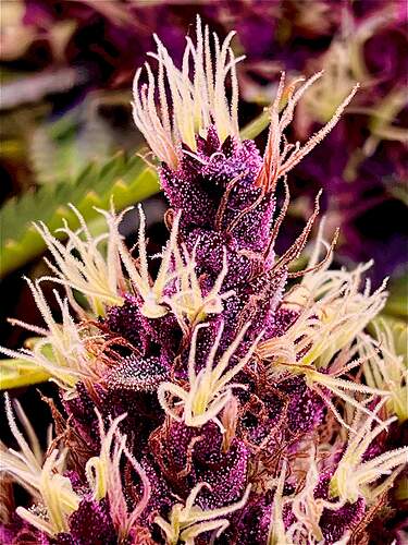 7058988_grow-journal-by-dreadnuganesiaseedsimperium-x