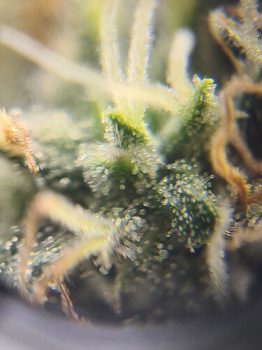 Growreport Bild 36