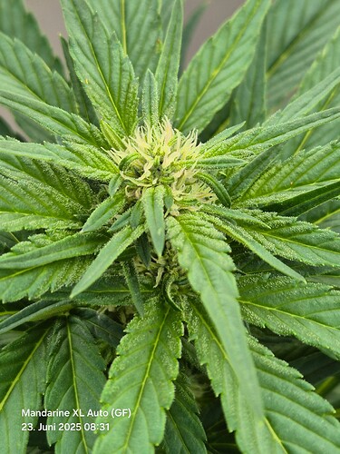 Mandarine XL Auto (Ganja Farmer) (Blüte)
