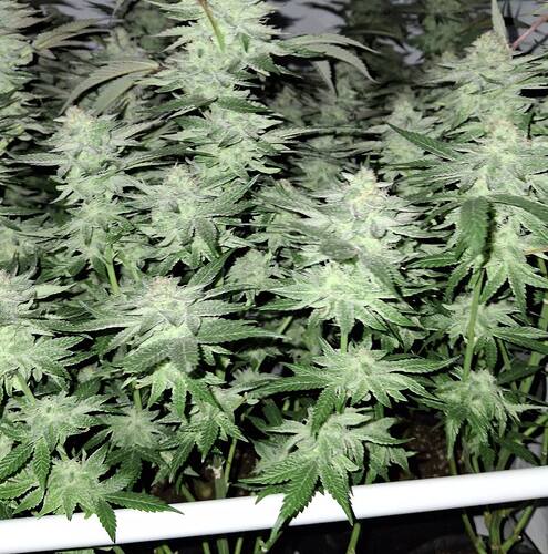 477781700_122167526228293599_5606617357071849651_n