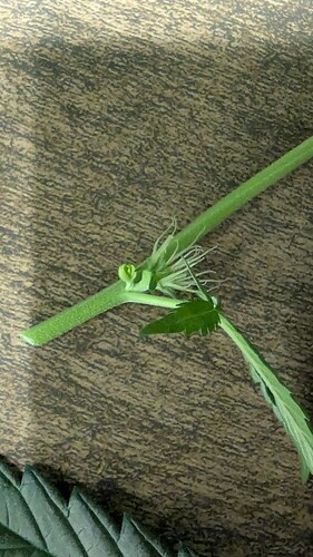 Growreport Bild 4